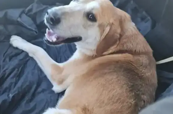 Пропала собака, Подстанционная 8, Люзень