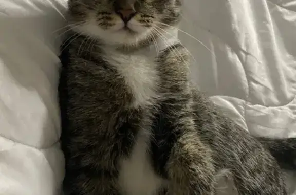 Кошки потеряшки, Томск, фото: Потеряшка кошка, ул. Лебедева 39, Томск