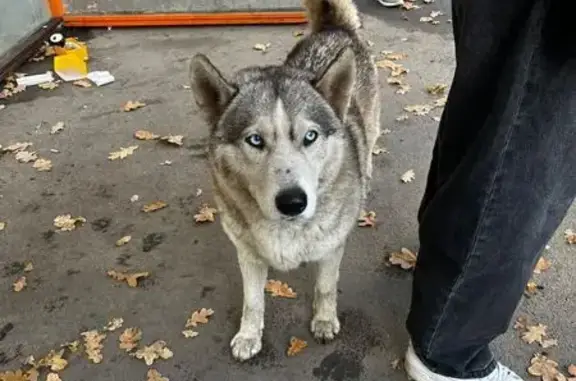 Найдена собака, Ростов-на-Дону, фото: Найдена собака, Каскадная ул., 34А, Ростов
