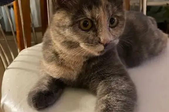 Пропала кошка, Лесхозная ул., Котовск