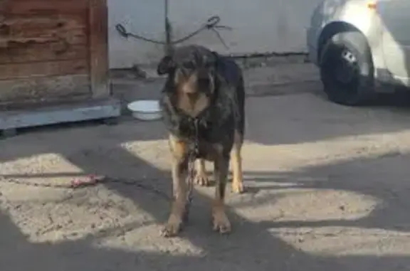 Собаки потеряшки, Самара, фото: Потеряшка Рекс, Речная ул. 42, Самара