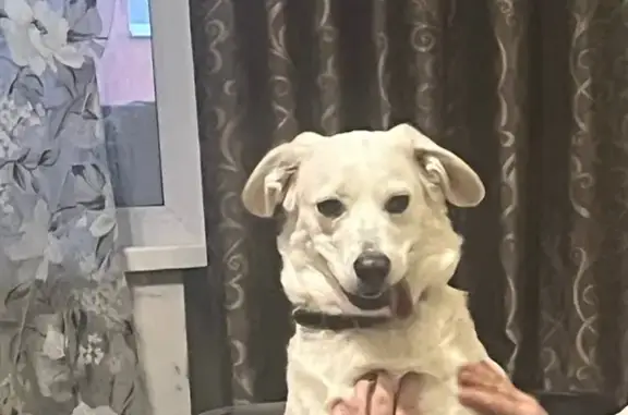 Пропала собака в Новомихайловке!