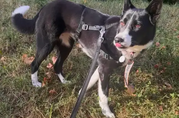 Собаки потеряшки, Котельники, фото: Потеряшка собака, Котельники, 30