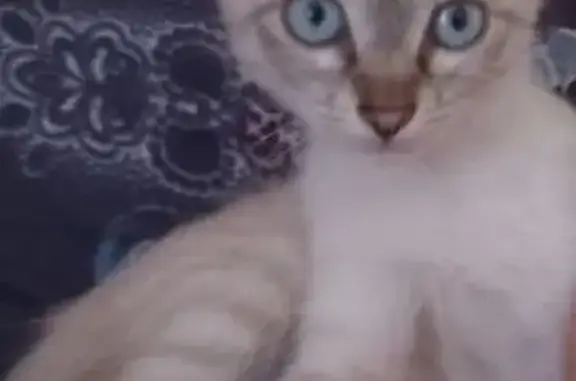 Пропал котик, ул. Щорса, Волгоград