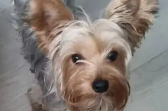 Пропала собака, ул. Космонавтов, 26