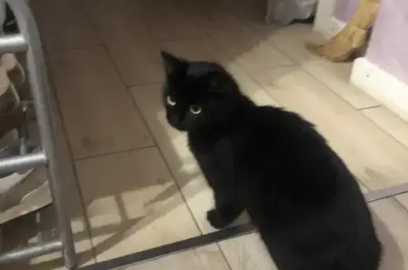 Кошка найдена: ул. М. Ульяновой, 40, Тверь