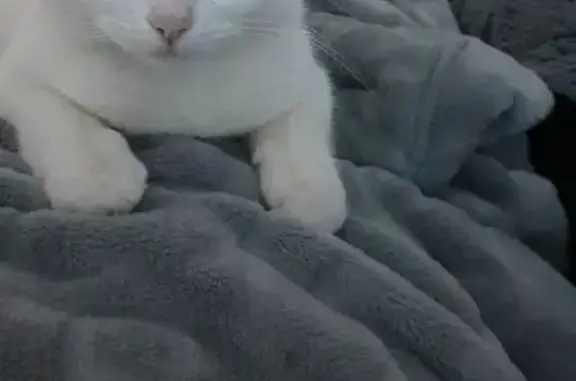 Пропала белая кошка, Разбитый Котёл 39