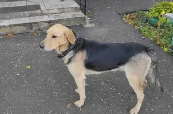 Собака найдена: ул. Энгельса, 5, Тамбов