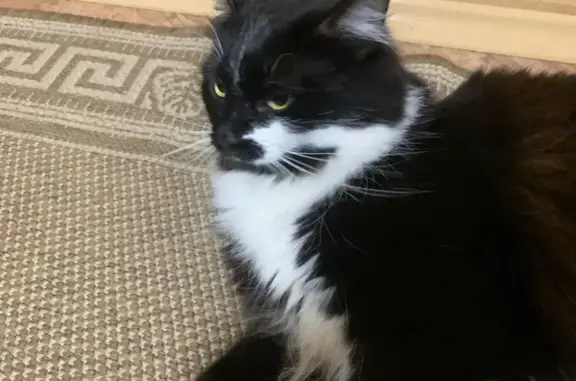 Пропала кошка, ул. Победы 19, Тосно