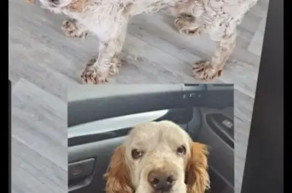 Пропала собака, ул. Королёва 4А, Хабаровск