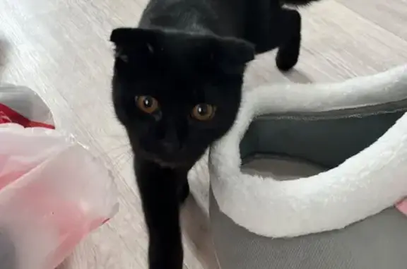 Найдена кошка, Краснодар, фото: Кошка найдена у школы, Сапрунова 14, Краснодар