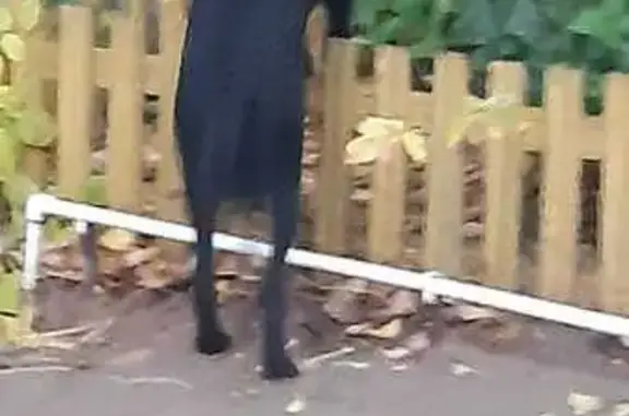 Собака найдена: Астрахань, Строительная 2/13