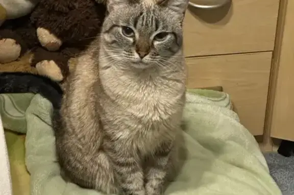 Кошки потеряшки, Знаменское, фото: Потеряшка кошка, Знаменское, Центр. ул., 41