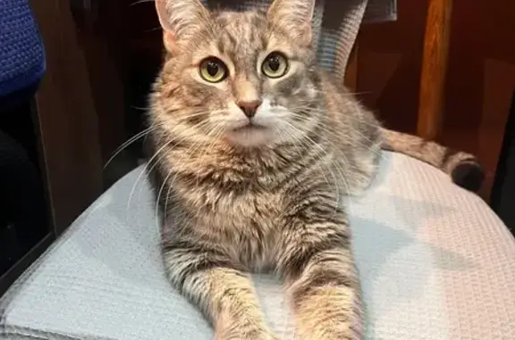 Кошки потеряшки, Московская область, фото: Потеряшка кошка в КП Хлыбы, МО