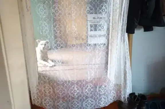 Пропала собака, Рабочая ул., Гусиноозёрск