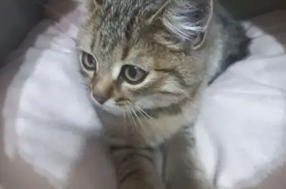 Кошка найдена, Набережные Челны