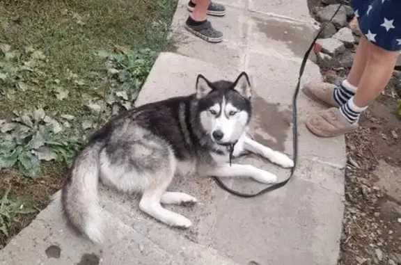 Собака найдена у бара, Рабочая ул. 70/82