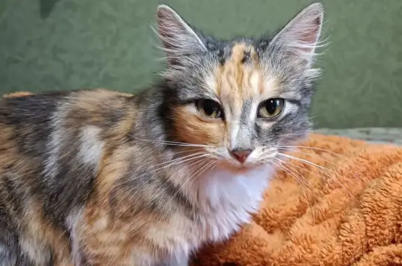 Найдена кошка, Тульская область, фото: Кошка найдена в Медвенке, Тульская обл.