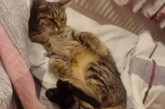 Кошки потеряшки, Котельники, фото: Потеряшка кошка, мкр Силикат, д 26, Котельники