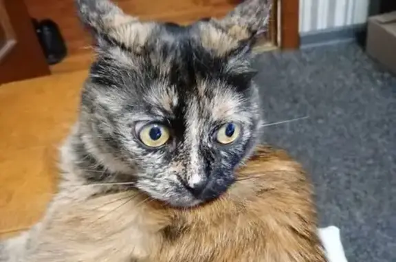 Кошки потеряшки, Калининград, фото: Потеряшка кошка, ул. Баумана 25, Калининград