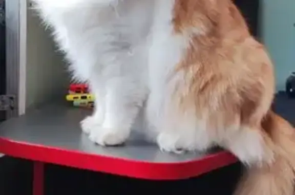 Пропала кошка, 97А Дмитров