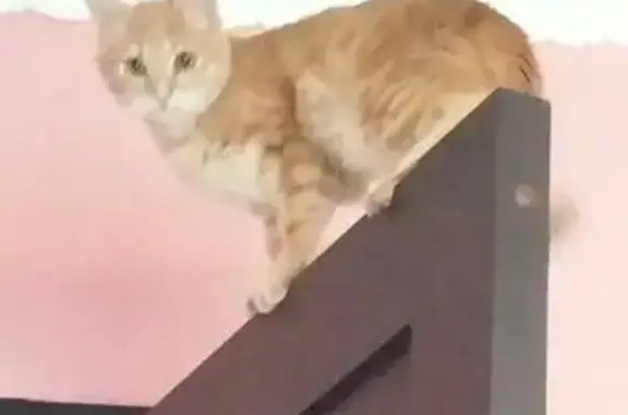 Пропала кошка Леон, ул. Кривошеина 17