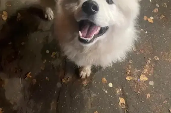 Найдена собака, Сергиев Посад, фото: Найдена собака, Хотьковский пр., 9, Сергиев Посад