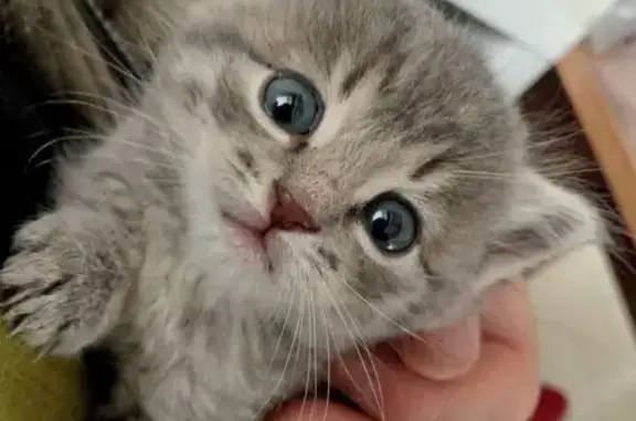 Найдена кошка, Чебоксары, фото: Серая кошка найдена, Базовый пр., 23