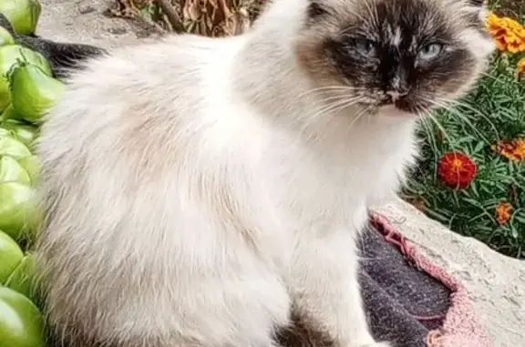 Пропала кошка в СНТ 