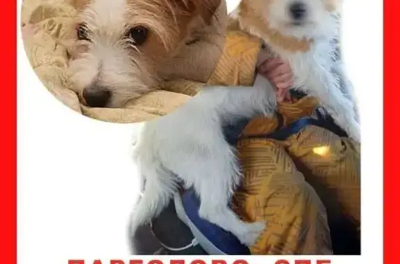 Собаки потеряшки, Парголово, фото: Потеряшка собака, Парголово, ул. Ломоносова 82