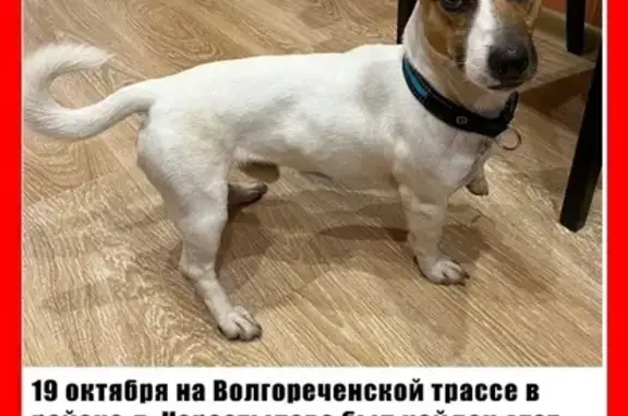 Найдена собака, Костромская область, фото: Найдена собака в Чернопенском, Костромская