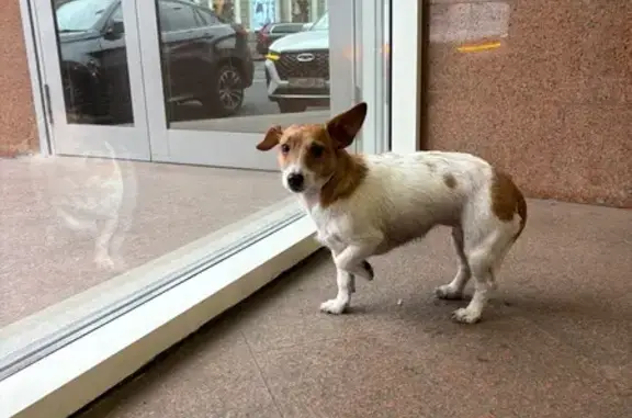 Собака найдена, Литейный пр., 26, СПб