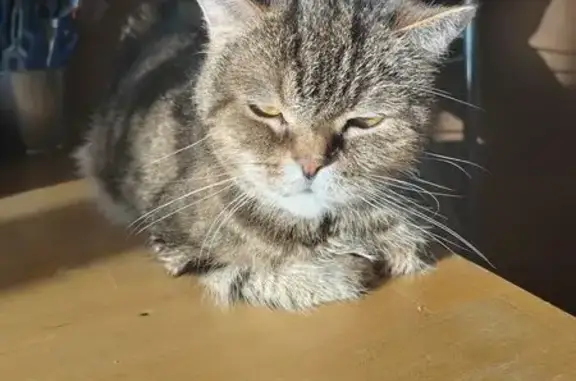 Пропала кошка, Восточная 166, Екатеринбург