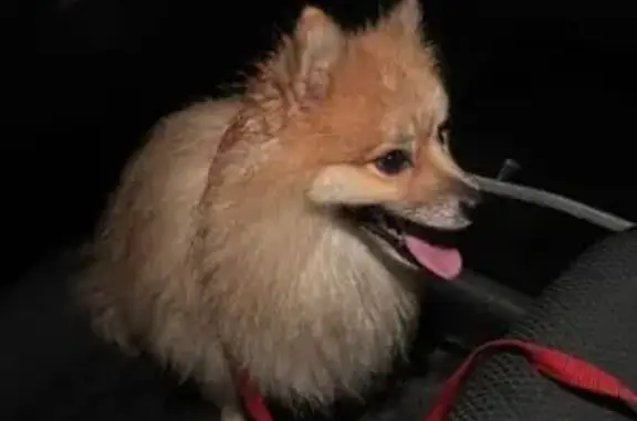 Найдена собака, , фото: Найден шпиц, Ногинск, Новое Подвязново 11