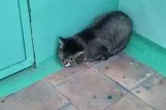 Найдена кошка, Сургут, фото: Кошка найдена, Энергетиков 1/1, Сургут