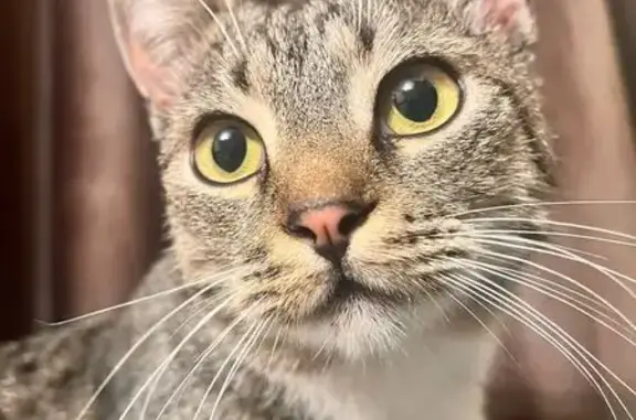 Найдена кошка, Саранск, фото: Кот найден: ул. Попова, 53, Саранск