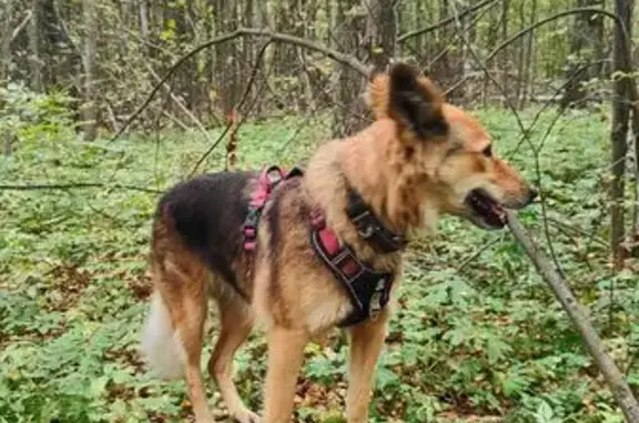 Собаки потеряшки, , фото: Потеряшка собака, Псарево, 46К-4120