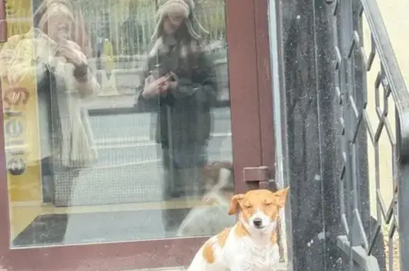 Собака найдена у Винлаб, Литейный 32