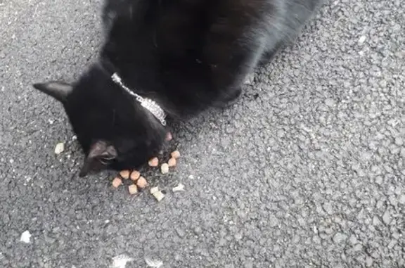 Найдена кошка, Санкт-Петербург, фото: Кошка найдена у Сбера, пр. Елизарова, СПб