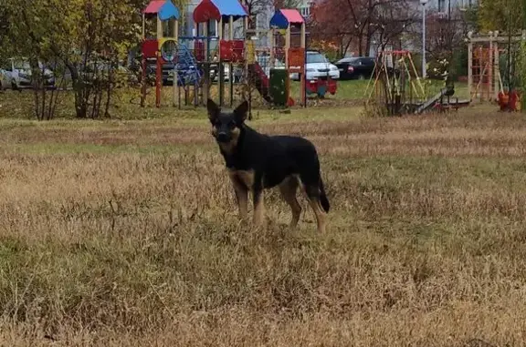 Найдена собака, , фото: Собака на Цветном бульваре, Тольятти