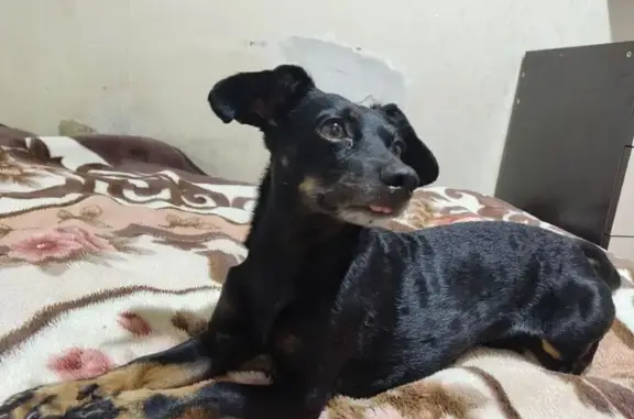 Собаки потеряшки, , фото: Потеряшка собака Боня, Хасаново, Башкортостан