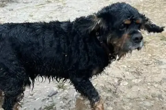 Найдена собака, Бунырево, фото: Собака с ошейником в СНТ, Алексин, Егнышовка