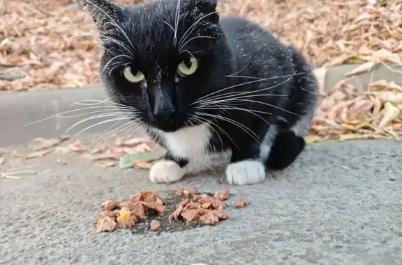 Найдена кошка, Иркутск, фото: Кошка найдена на Помяловского 15/1, Иркутск