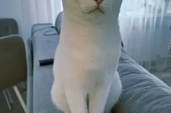 Найдена белая кошка, Чехова 20, Ярославль