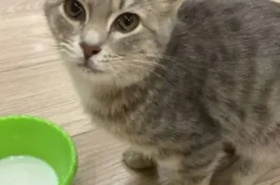 Найдена кошка, Ульяновск, фото: Котенок найден на ул. Александра Невского