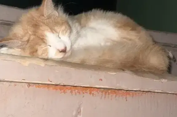 Найден котик на ул. Гагарина, 3А, Зеленоградск