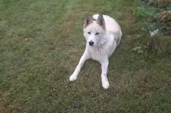 Найдена собака, , фото: Собака найдена в СНТ СОЮЗ, д. Фенино, МО