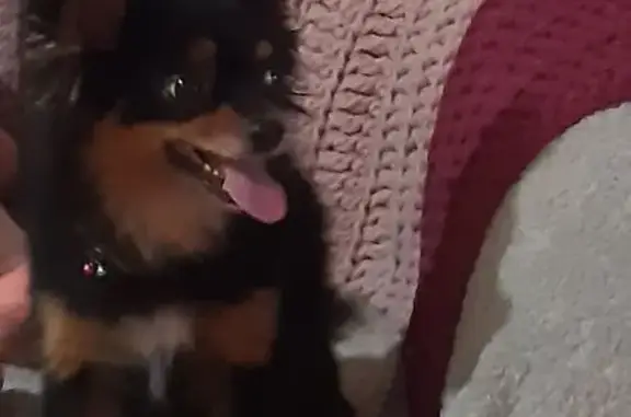 Собаки потеряшки, Тульская область, фото: Потеряшка собака, Татьево, Тульская обл.