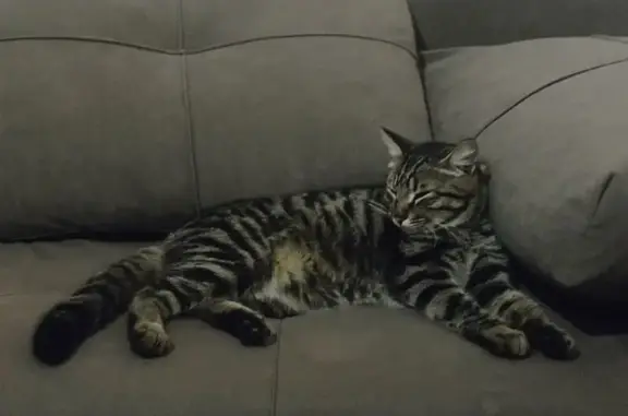 Кошки потеряшки, Астана, фото: Потеряшка кошка, шрам на спине, Астана