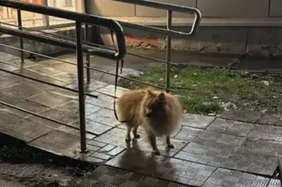 Найдена собака, Московская область, фото: Шпиц найден в МО, Ногинск, Истомкино